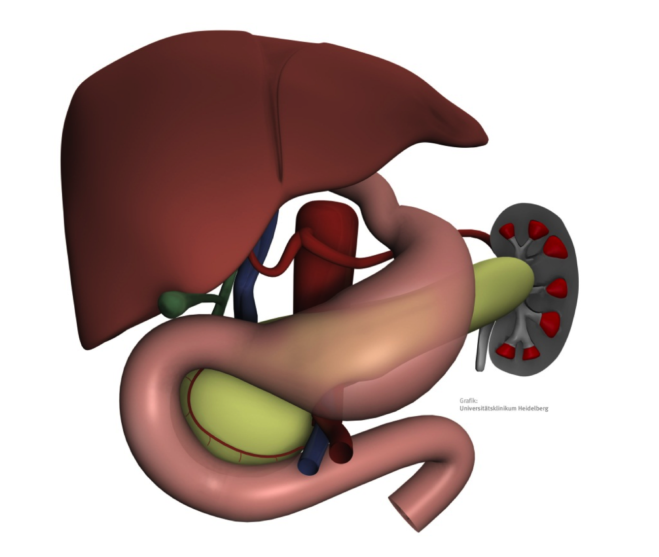 UniversitätsKlinikum Heidelberg: Bauchspeicheldrüse (Pankreas)