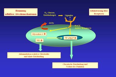 Universit Tsklinikum Heidelberg Ag Mechanismen Chronischer Erkrankungen