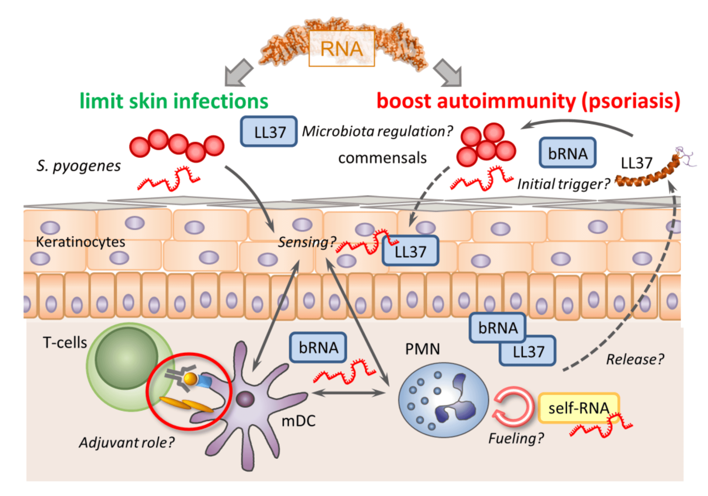 Universitätsklinikum Heidelberg: Research Area B: “Immune Cross Talk In ...