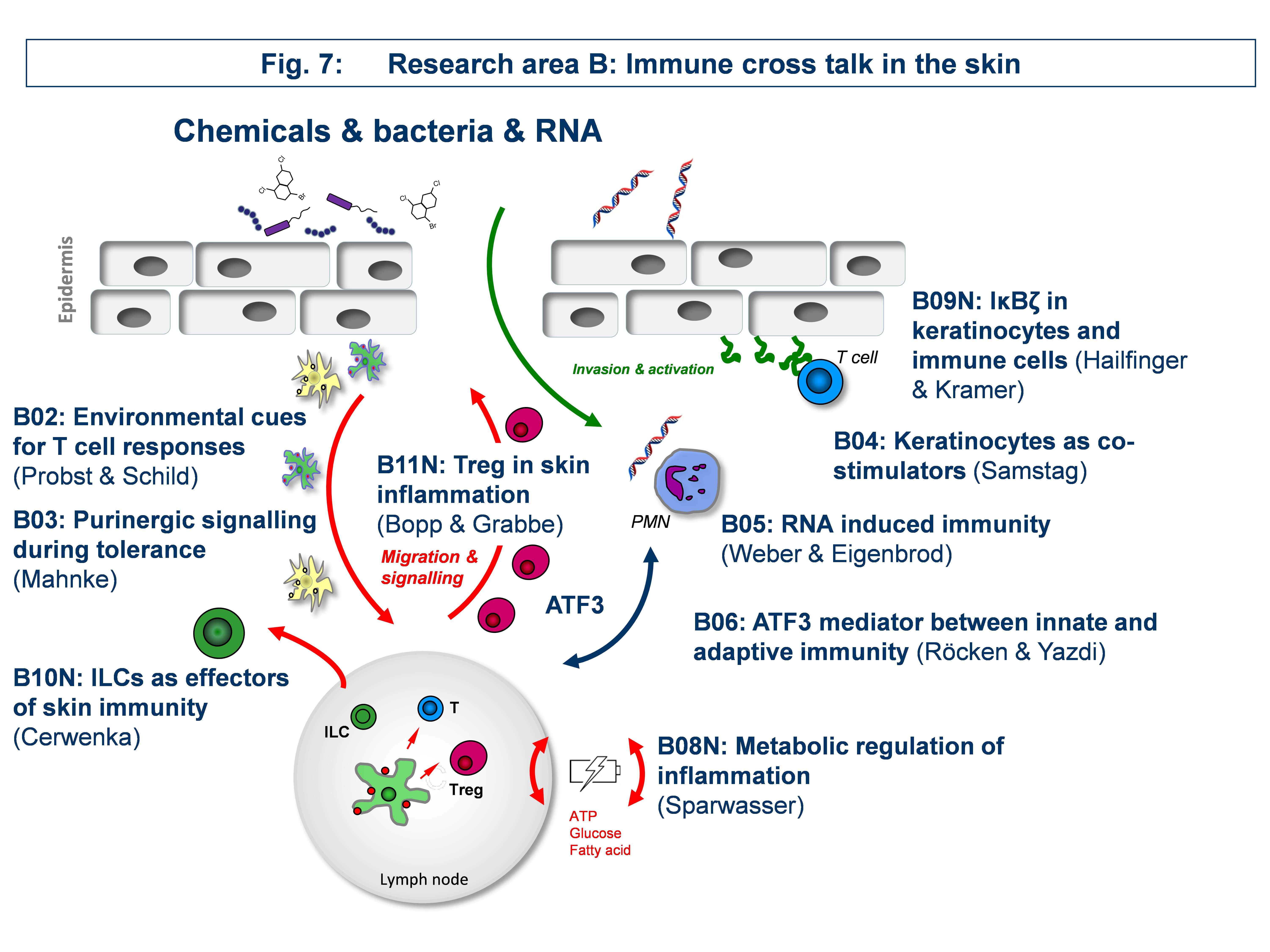 Universitätsklinikum Heidelberg: Research Area B: “Immune Cross Talk In ...