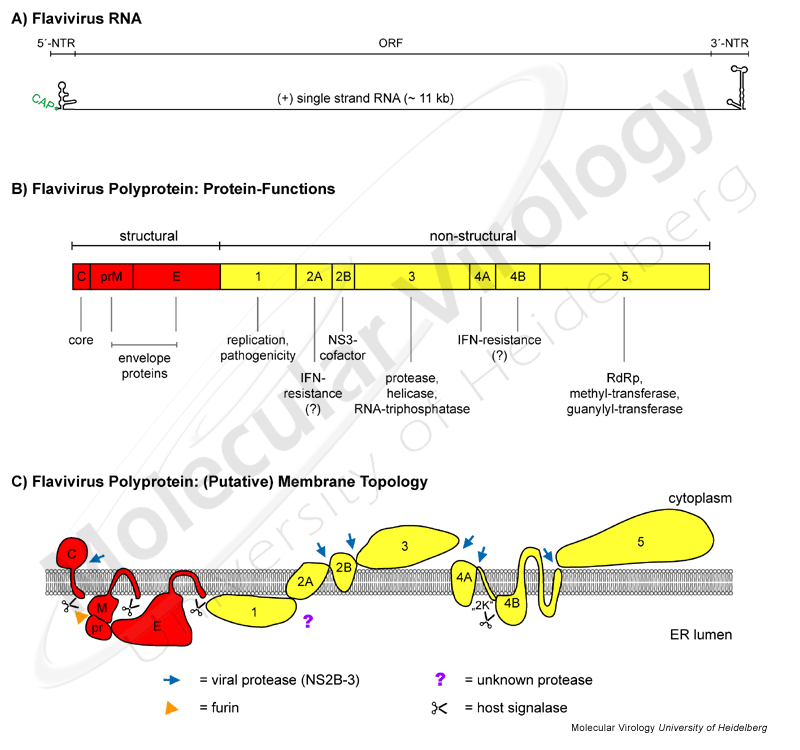 dengue virus crypto promoters