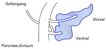 UniversitätsKlinikum Heidelberg: Pankreas divisum
